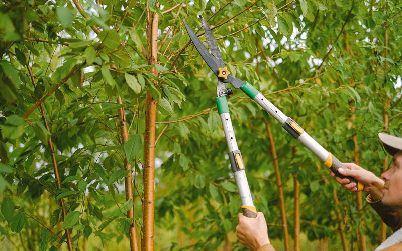 Tree trimming in Daviston, AL